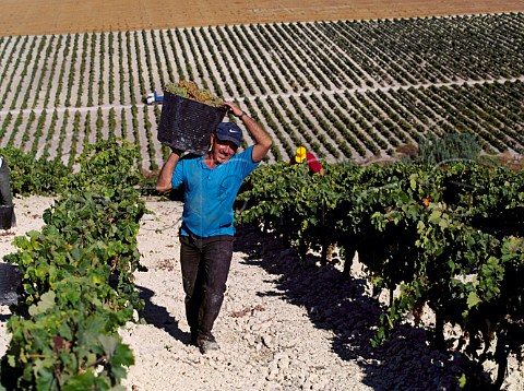 Harvesting Palomino Fino grapes on Emilio Lustaus Montegillilo Vineyard Jerez Andaluca Spain Sherry