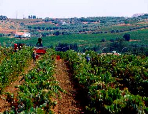 Harvesting in vineyard at Borba Portugal    Alentejo
