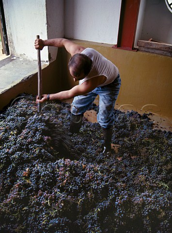 Harvested grapes in the receiving bay at Quinta do Crasto  Ferrao Portugal   Douro