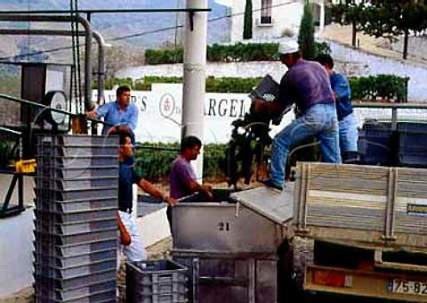 Harvested grapes arriving at Taylors Quinta da   Vargellas high in the Douro valley east of Pinho    Portugal    Port
