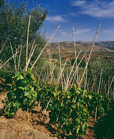 Aglianico vines supported on canes in the traditional way on the slopes of Monte Vulture Rionero in Vulture Basilicata   Italy Aglianico del Vulture