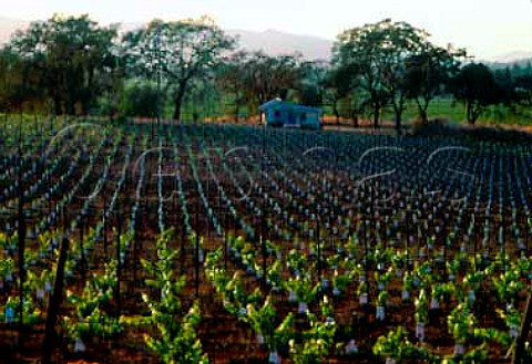 Newly replanted vineyard Oakville Napa Valley California