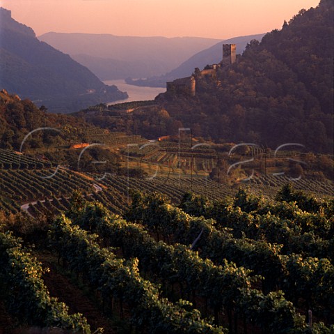 Vineyards  Tausendeimerberg on left  in the   Danube valley northeast of Spitz Austria  Wachau