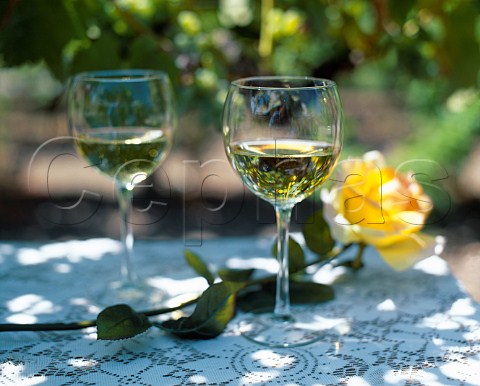 Two glasses of chardonnay in a vineyard