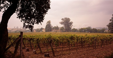 Vineyard and Bodega of Pazo de Barrantes Salnes Galicia   Spain   Rias Baixas