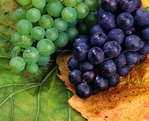 Chardonnay and Pinot Noir grapes and leaves