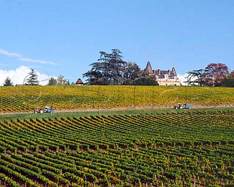 Harvesting in vineyard of Chteau de Rayne Vigneau   Bommes Gironde France  Sauternes  Bordeaux