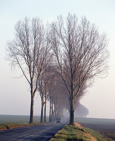 Avenue of Poplar trees on road near La FertsousJouarre SeineetMarne France