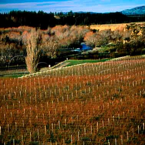 Waipara West vineyards North Canterbury   New Zealand   Waipara