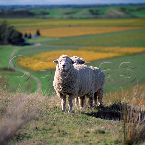 Sheep above Montanas Brancott Estate Vineyard   Marlborough New Zealand