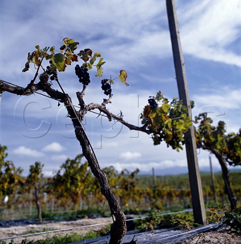 Phylloxera affected vines  Marlborough New Zealand