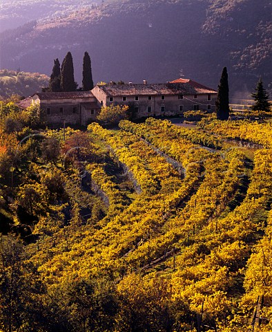 Autumnal vineyards in the hills above Fumane  Veneto Italy   Valpolicella Classico