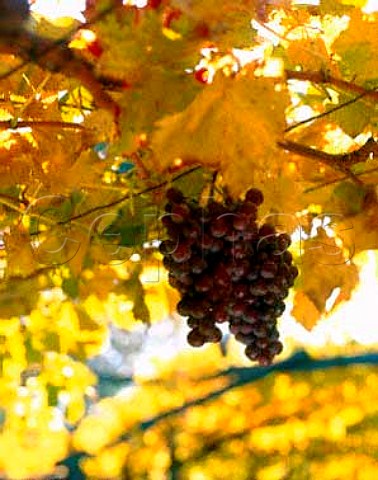 Schiava Grossa grapes  known as Vernatsch in the   South Tyrol