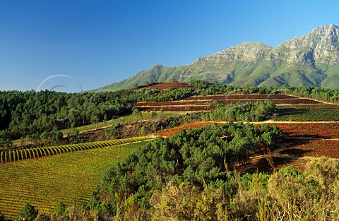 Morgenhof Vineyards on the slopes of the   Simonsberg Mountain Stellenbosch  South Africa