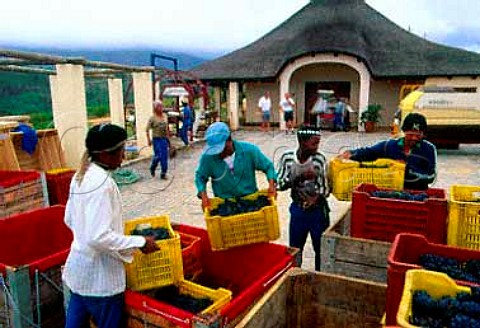 Emptying crates of Pinot Noir grapes  Bouchard Finlayson Hermanus   South Africa Overberg