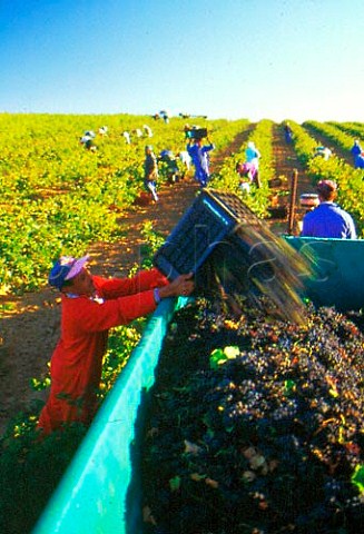 Picking Merlot grapes for Neil Ellis in   vineyard at Darling South Africa