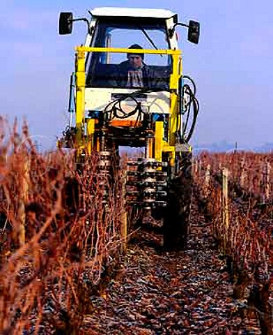Preliminary pruning is done by machine in the   CharmesChambertin vineyard of   Domaine Dujac at GevreyChambertin  Cte dOr France  Cte de Nuits