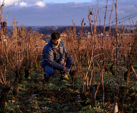 Christophe Roumier pruning in Les Amoureuses   vineyard of Domaine Georges Roumier  ChambolleMusigny Cte dOr France  Cte De Nuits Premier Cru