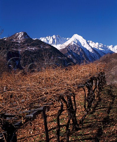 Early winter in the vineyards at La Salle   Valle dAosta Italy  Morgex et La Salle