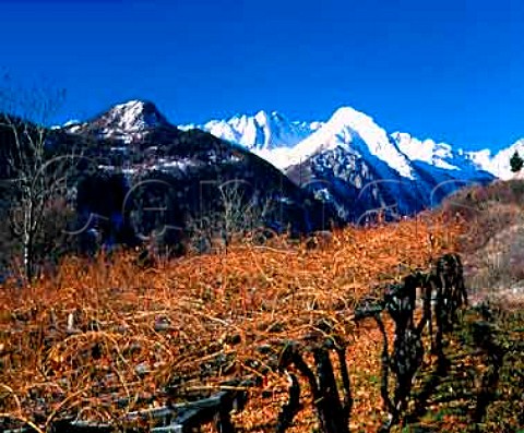 Early winter in the vineyards at La Salle Valle   dAosta Italy  Morgex et La Salle