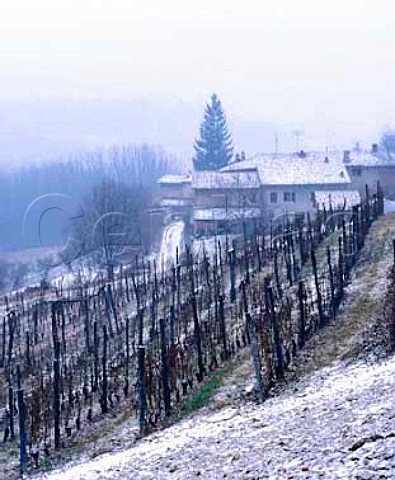 Snowdusted vineyard near Castiglione Falletto   Piemonte Italy   Barolo
