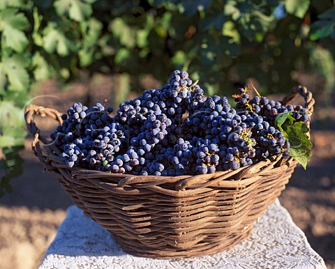 Basket of Cabernet Sauvignon grapes  Rutherford Napa Valley California