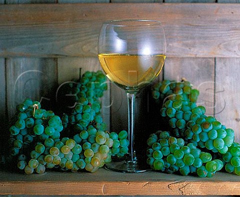 Sauvignon Blanc grapes and glass of wine  Napa Valley California