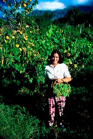 Girl with grapes  Valle de la Concepcin Bolivia