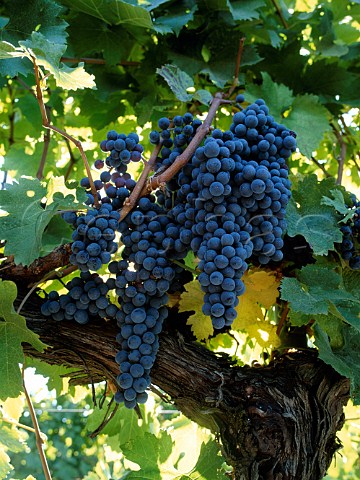 Merlot grapes in vineyard of St Francis Winery   Kenwood Sonoma Co California Sonoma Valley AVA