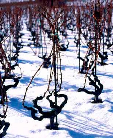 Gobelettrained vines in the snow  Martigny Valais Switzerland