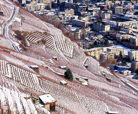 Snowcovered vineyards above Martigny  Valais Switzerland