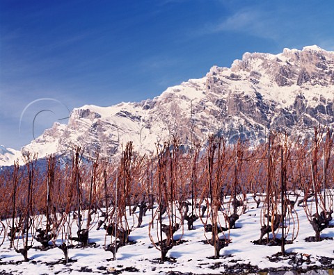 Gobelet trained vineyard in the snow at  StPierre de Clages Valais Switzerland   AOC Chamoson