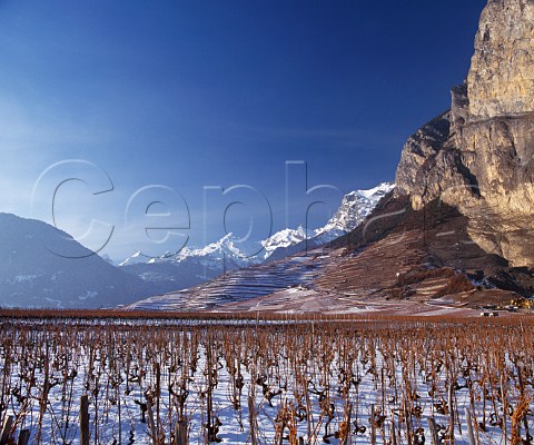 Snow covered vineyards at Chamoson   Valais Switzerland AOC Chamoson