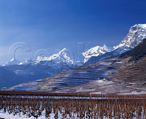 Snowcovered vineyards at Chamoson   Valais Switzerland AOC Chamoson