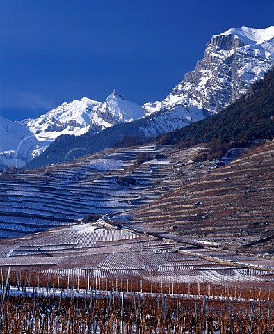 Snowcovered vineyards at Chamoson   Valais Switzerland   AOC Chamoson
