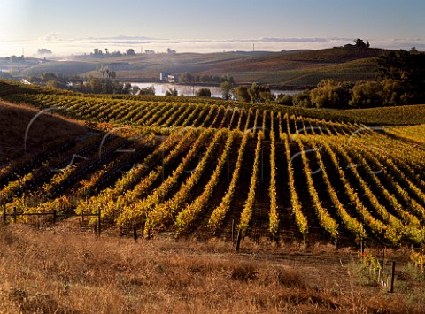 Chardonnay vines of Beaulieu Vineyard sloping down   to San Pablo Bay Sonoma Co California Carneros   AVA