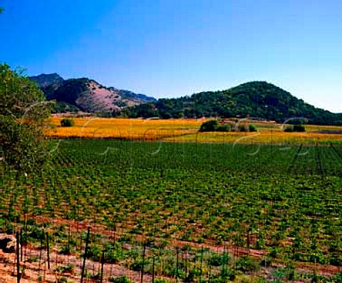 Replanted vineyard Oakville Napa Co California
