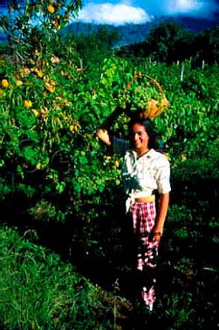 Girl with harvested grapes  Valle de la Concepcin Bolivia