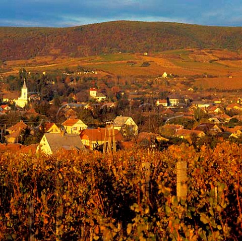 Vineyards around Tolcsva Hungary Tokay