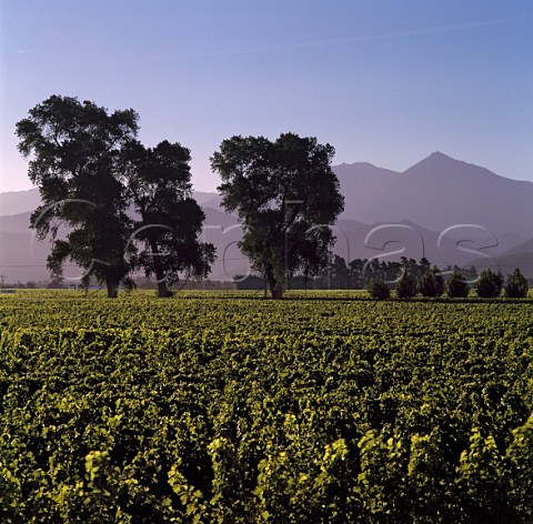 The Richmond Ranges viewed over vineyard in the   Wairau River valley Marlborough New Zealand