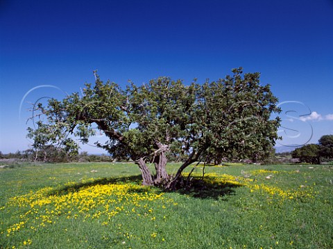 Spring flowers around tree near Neo Khorio on the  Akamas Peninsula Paphos District Cyprus