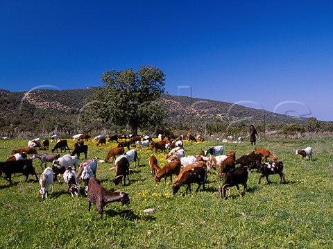 Goats grazing amongst the early spring flowers near   Neo Khorio on the Akamas Peninsula   Paphos District