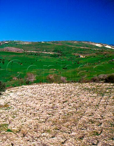 Vineyard in the early spring at  Agios Dimitrianos Paphos District Cyprus