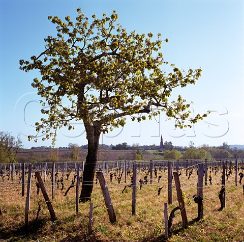 Vineyard of Chteau La FleurPtrus in early spring Pomerol Gironde France   Pomerol  Bordeaux