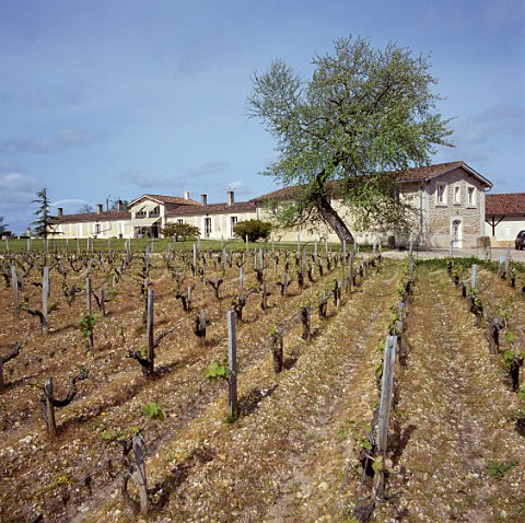 Chteau SociandoMallet and vineyard in early spring StSeurindeCadourne   Gironde France  HautMdoc  Bordeaux