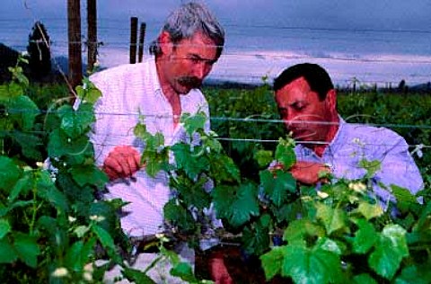 Randy Ullom left winemaker for   KendallJackson in Chile explaining   pruning techniques in vineyard of Vinedos   Valle de Casablanca Chile  Casablanca Valley