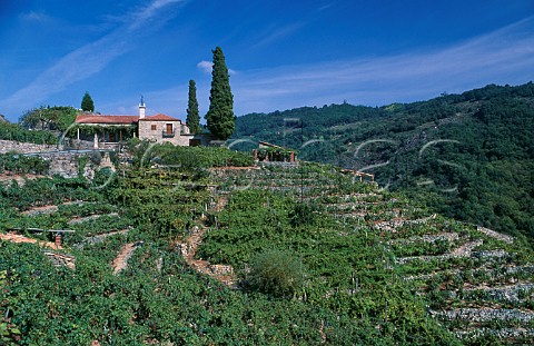 Vineyard in the Ribeira Sacra region   Galicia Spain