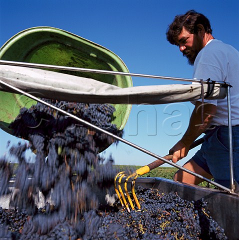 Hod carrier tipping grapes into trailer at Chteau PontetCanet Pauillac Gironde France Mdoc  Bordeaux
