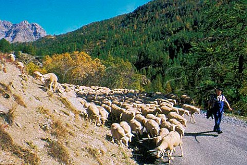Shepherd with his flock   Nevache Hautes Alpes France   ProvenceAlpesCte dAzur