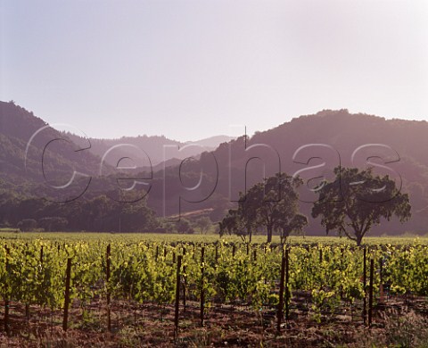Beckstoffer Vineyards Rutherford California  Napa Valley